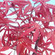 Bonsai im Freien - Acer-Palme. Atropurpureum - Japanisches Ahornrot - 2/3