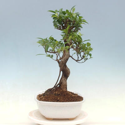 Zimmerbonsai - Ficus kimmen - kleinblättriger Ficus - 2