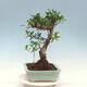Zimmerbonsai - Ficus kimmen - kleinblättriger Ficus - 2/4