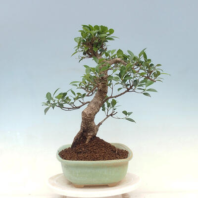 Zimmerbonsai - Ficus kimmen - kleinblättriger Ficus - 2