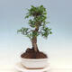 Zimmerbonsai - Ficus kimmen - kleinblättriger Ficus - 2/4