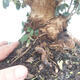 Indoor-Bonsai - Olea europaea sylvestris - Europäisches kleinblättriges Olivenöl - 2/7