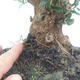 Indoor-Bonsai - Olea europaea sylvestris - Europäisches kleinblättriges Olivenöl - 2/7