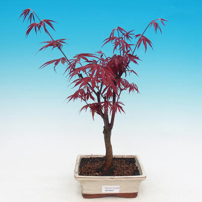 Outdoor-Bonsai - Acer Palme. Atropurpureum-Maple dlanitolistý - 2