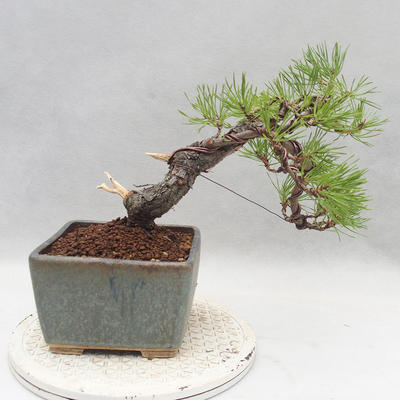 Bonsai im Freien - Pinus sylvestris - Waldkiefer - 2