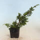 Outdoor-Bonsai - Juniperus chinensis Itoigawa-Chinesischer Wacholder - 2/4