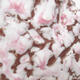 Keramikschale 6 x 4,5 x 4,5 cm, weiß-rosa Farbe - 2/3