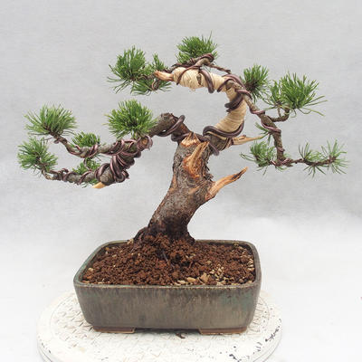 Bonsai im Freien - Pinus Mugo - kniende Kiefer - 2
