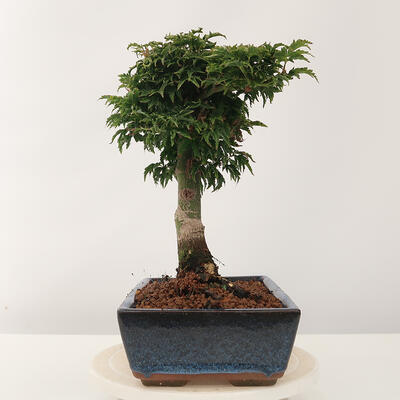 Bonsai im Freien - Acer palmatum Shishigashira - 2