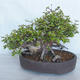 Bonsai im Freien Carpinus betulus-Hornbeam VB2020-487 - 2/5