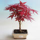 Outdoor Bonsai - Acer Palme. Atropurpureum-Ahorn - 2/2