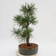 Bonsai im Freien - Pinus Nigra - Schwarzkiefer - 2/4