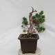 Bonsai im Freien - Pinus sylvestris Watereri - Waldkiefer - 2/5