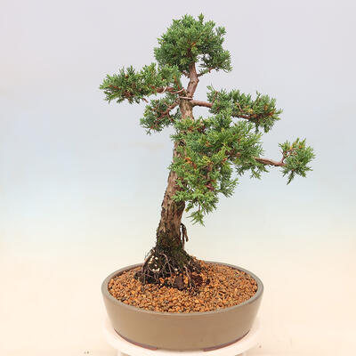 Outdoor-Bonsai - Juniperus chinensis Kishu - Chinesischer Wacholder - 2
