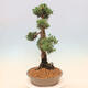 Outdoor-Bonsai - Juniperus chinensis Kishu - Chinesischer Wacholder - 2/5