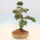 Outdoor-Bonsai - Juniperus chinensis Kishu - Chinesischer Wacholder - 2/5