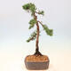 Outdoor-Bonsai - Juniperus chinensis Kishu - Chinesischer Wacholder - 2/4