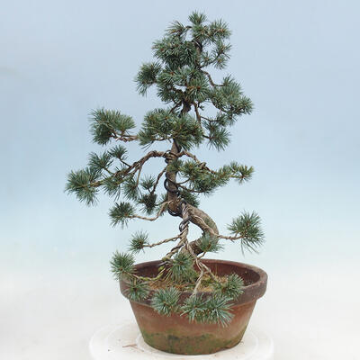 Bonsai im Freien - Pinus parviflora - kleine Kiefer - 2