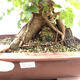 Bonsai im Freien - Baby-Ahorn - Acer campestre - 2/6