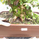 Bonsai im Freien - Baby-Ahorn - Acer campestre - 2/6