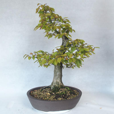 Bonsai im Freien - Hainbuche - Carpinus betulus - 2