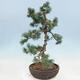 Bonsai im Freien - Pinus parviflora - kleine Kiefer - 2/4