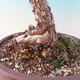 Bonsai im Freien - Pinus Sylvestris - Waldkiefer - 2/2