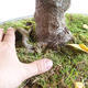 Bonsai im Freien - asiatischer Ahorn - Acer negundo - 2/4
