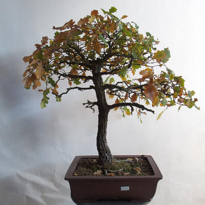 Bonsai Quercus im Freien - Eiche - 2
