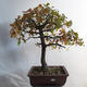 Bonsai Quercus im Freien - Eiche - 2/3