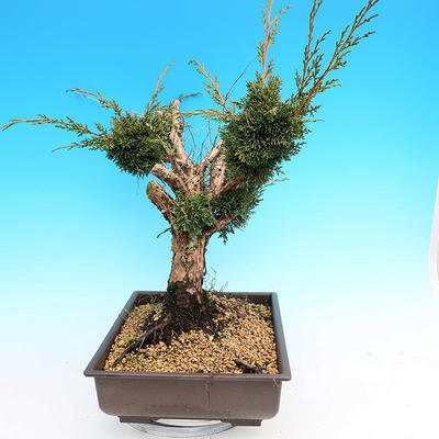 Yamadori Juniperus chinensis - Wacholder - 2