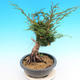Yamadori Juniperus chinensis - Wacholder - 2/5