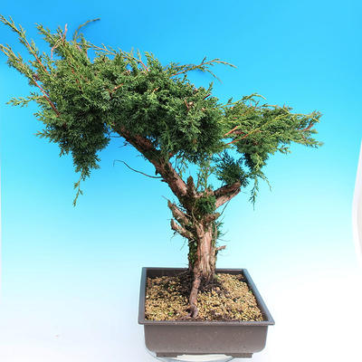 Yamadori Juniperus chinensis - Wacholder - 2