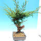 Yamadori Juniperus chinensis - Wacholder - 2/6