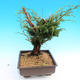 Yamadori Juniperus chinensis - Wacholder - 2/6