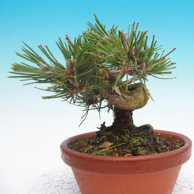 Pinus thunbergii - Thunbergova Kiefer - 2