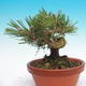 Pinus thunbergii - Thunbergova Kiefer - 2/4