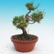 Pinus thunbergii - Thunbergova Kiefer - 2/4