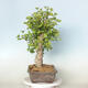 Outdoor bonsai - Jinan biloba - Ginkgo biloba - 2/4