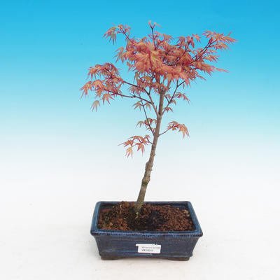 Outdoor-Bonsai - Acer palmatum Beni Tsucasa - Maple dlanitolistý - 2
