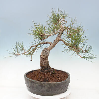 Bonsai im Freien - Pinus sylvestris Watereri - Waldkiefer - 2