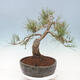 Bonsai im Freien - Pinus sylvestris Watereri - Waldkiefer - 2/4