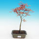 Outdoor-Bonsai - Acer palmatum Beni Tsucasa - Maple dlanitolistý - 2/3