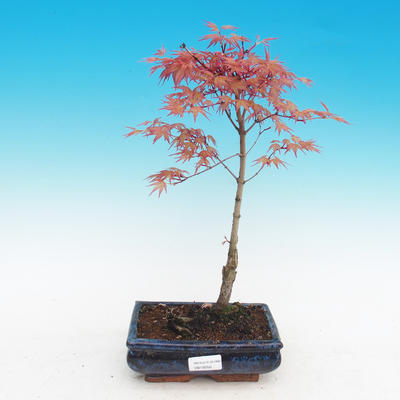 Outdoor-Bonsai - Acer palmatum Beni Tsucasa - Maple dlanitolistý - 2