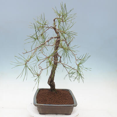 Bonsai im Freien - Pinus sylvestris - Waldkiefer - 2
