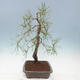 Bonsai im Freien - Pinus sylvestris - Waldkiefer - 2/4