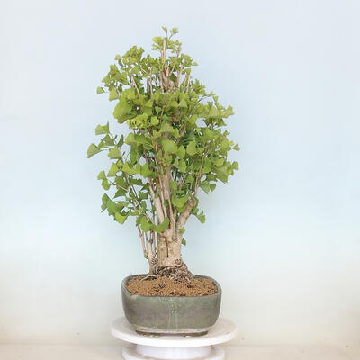 Outdoor bonsai - Jinan biloba - Ginkgo biloba - 2