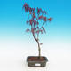 Outdoor-Bonsai-Acer palmatum Trompen-Rot-Ahorn - 2/2