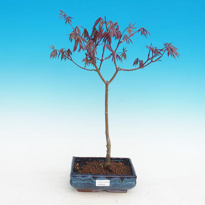 Outdoor-Bonsai-Acer palmatum Trompen-Rot-Ahorn - 2