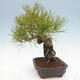 Bonsai im Freien - Pinus thunbergii - Thunberg-Kiefer - 2/5